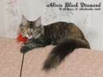   - Alisia Black Diamond