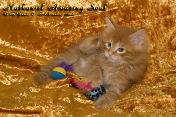   - Nathaniel Amazing Soul