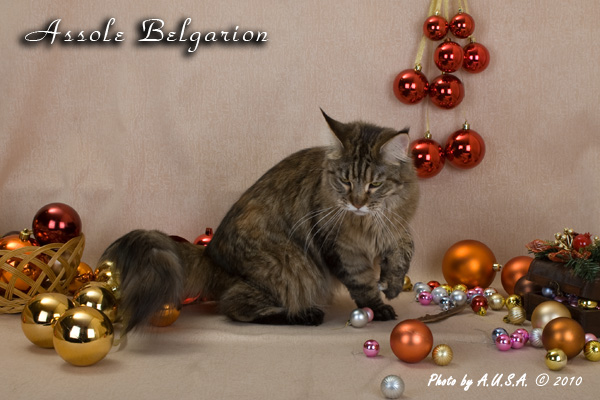   - Assole Belgarion