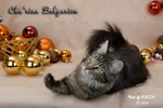   - Cha'risa Belgarion