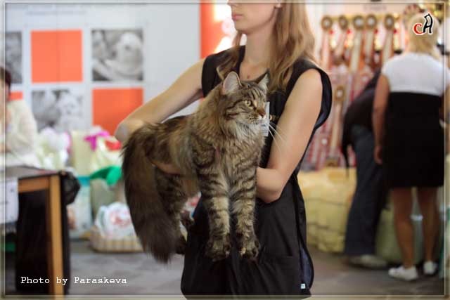Best In Show первого дня выставки. Кошка породы мейн-кун Assole Belgarion Best In Show первого дня выставки. Кошка породы мэйн-кун Assole Belgarion