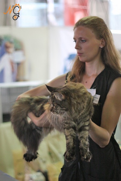 Best In Show второго дня выставки. Кошка породы мейн-кун Assole Belgarion Best In Show второго дня выставки. Кошка породы мэйн-кун Assole Belgarion