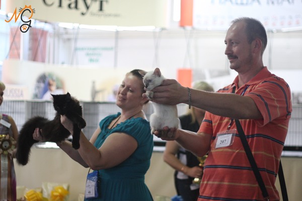 Best In Show второго дня выставки. Выбор лучшего котёнка Best In Show второго дня выставки. Выбор лучшего котёнка