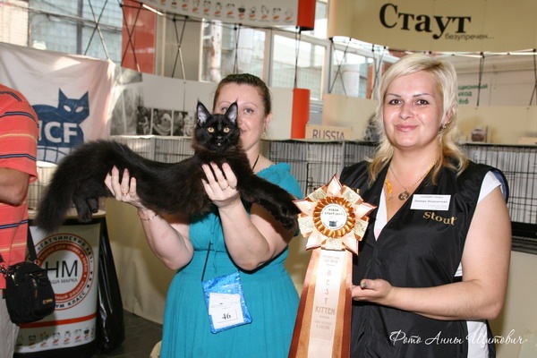 Best In Show второго дня выставки. Dynatrac Belgarion — Best Kitten Best In Show второго дня выставки. Dynatrac Belgarion — Best Kitten